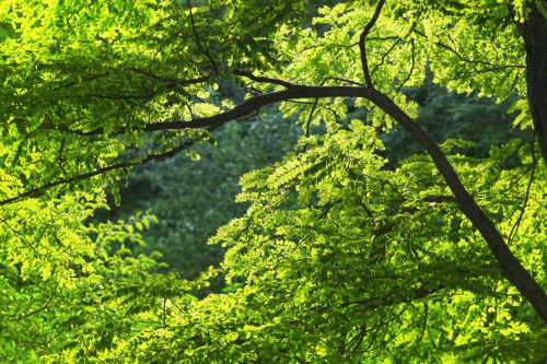 Verde pubblico